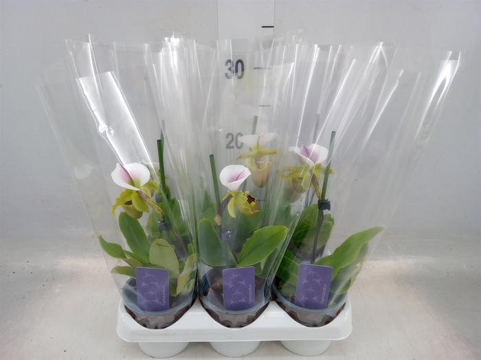 <h4>Paphiopedilum american hybride mix</h4>