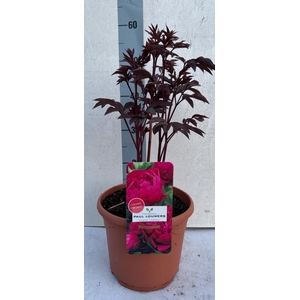 PAEONIA L KARL ROSEN