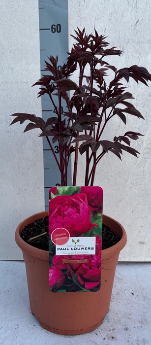 <h4>PAEONIA L KARL ROSEN</h4>