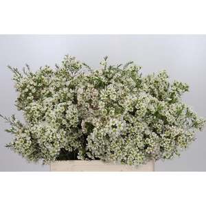 Chamelaucium Ofir
