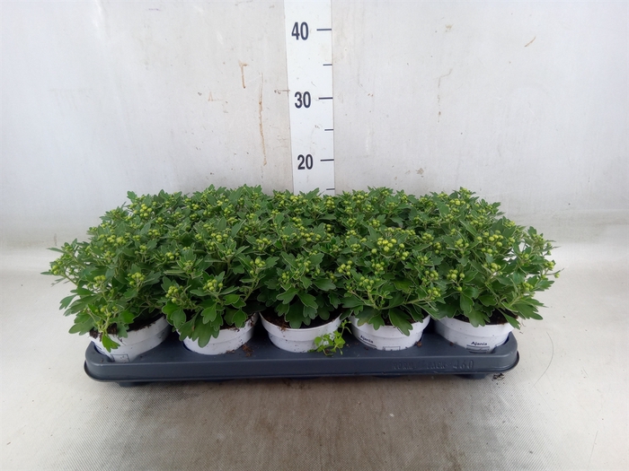 <h4>Ajania pacifica 'Pacific White'</h4>