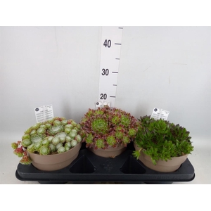 Sempervivum   ...
