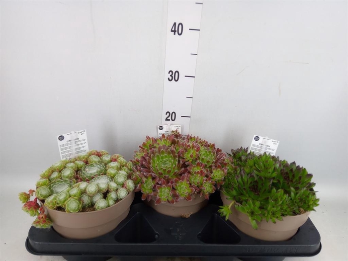 <h4>Sempervivum ...</h4>