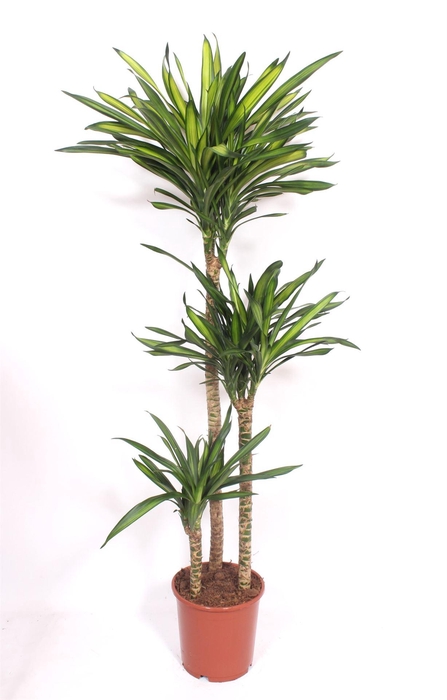<h4>Dracaena frag. 'Riki'</h4>