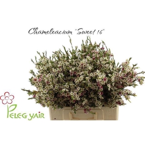 CHAME UN MY SWEET 16