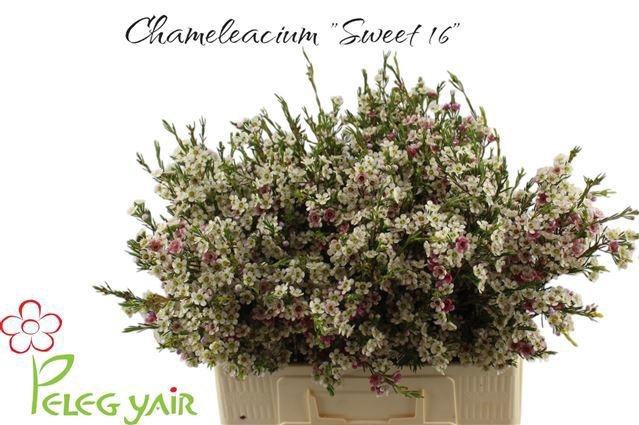 <h4>CHAME UN MY SWEET 16</h4>