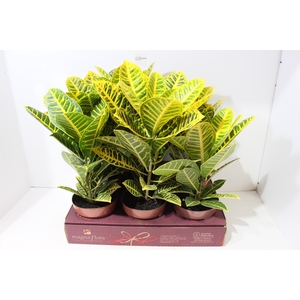 CROTON CANARINHO P17
