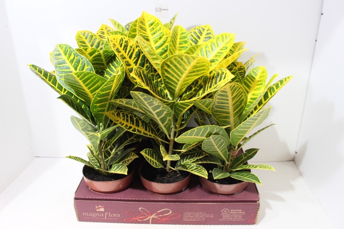 CROTON CANARINHO P17