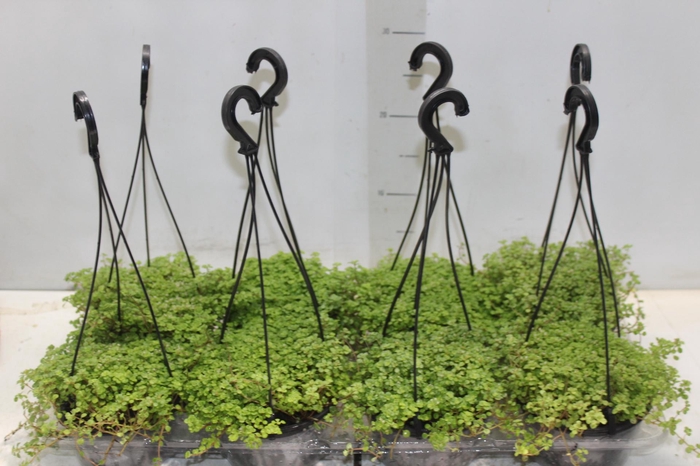 <h4>BARBA DE MOISES C13</h4>