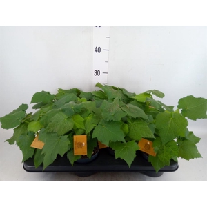 Sparrmannia africana