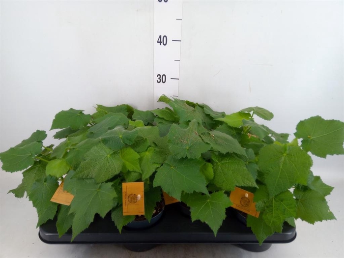 <h4>Sparrmannia africana</h4>