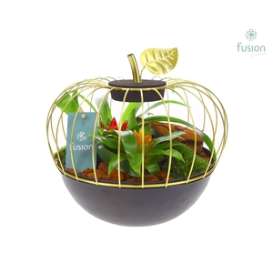 Appel metaal goudzwart Large met Bromelia