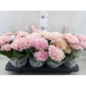 Hydrangea mac. 'Magical Revolution'