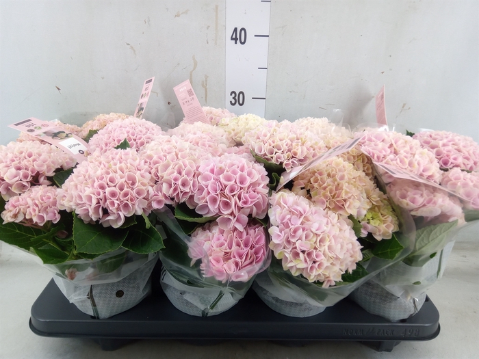 <h4>Hydrangea mac. 'Magical Revolution'</h4>