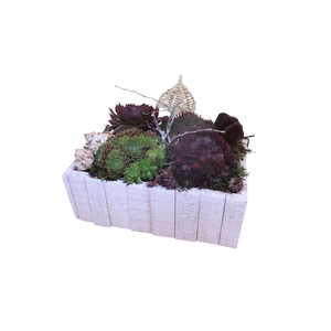 Arr.  Sempervivum L%