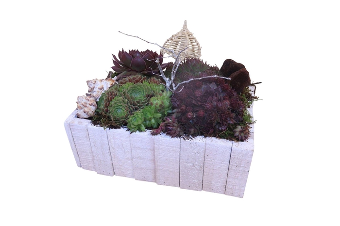 <h4>Arr.  Sempervivum L%</h4>