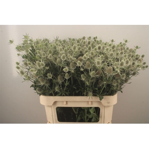 Eryngium Mag White Lagoon