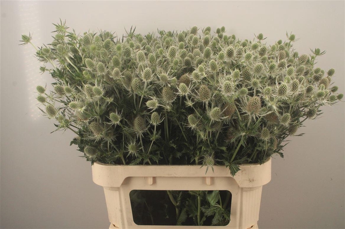 <h4>Eryngium Mag White Lagoon</h4>