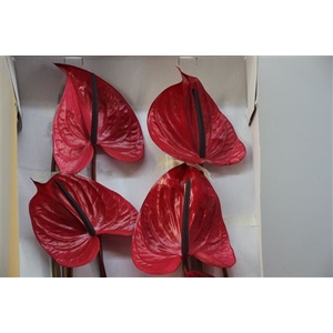 Anthurium Exclusief Nr 254