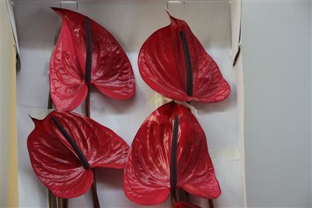 <h4>Anthurium Exclusief Nr 254</h4>