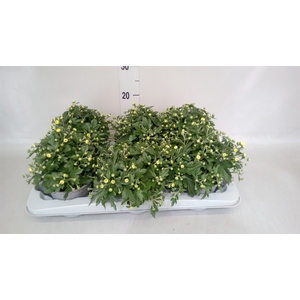 Chrysanthemum  'GardM Yellow'