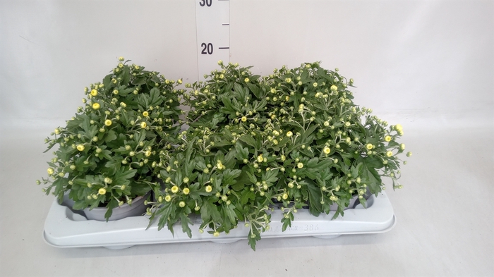<h4>Chrysanthemum  'GardM Yellow'</h4>