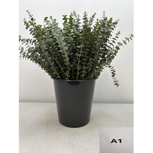 EUC BABY BLUE PER STEEL