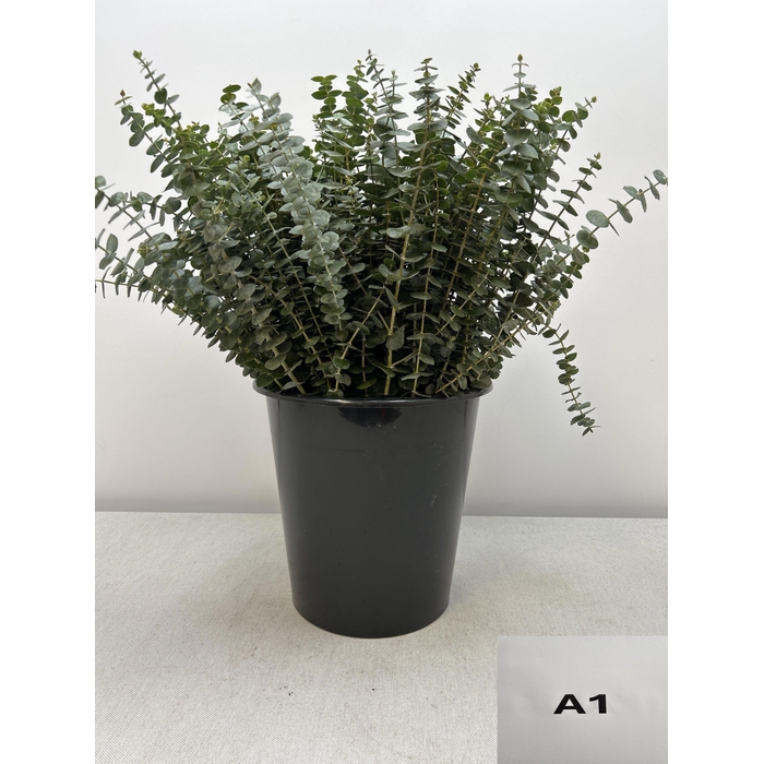 <h4>EUC BABY BLUE PER STEEL</h4>