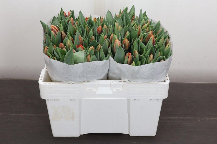 <h4>Tu En Prinses Irene</h4>