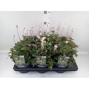 Tiarella  'Spring Symphony'