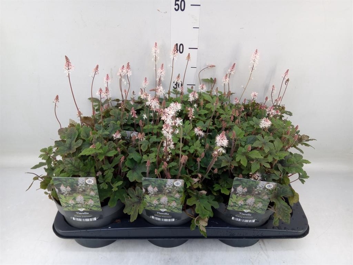 <h4>Tiarella 'Spring Symphony'</h4>