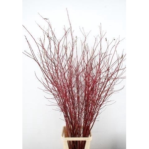 CORNUS ALBA SIBIRICA