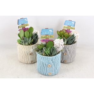 arr3 AD - Sunset beach x4