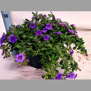 CALIB MINFI D BLUE