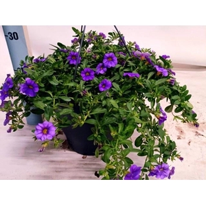CALIB MINFI D BLUE