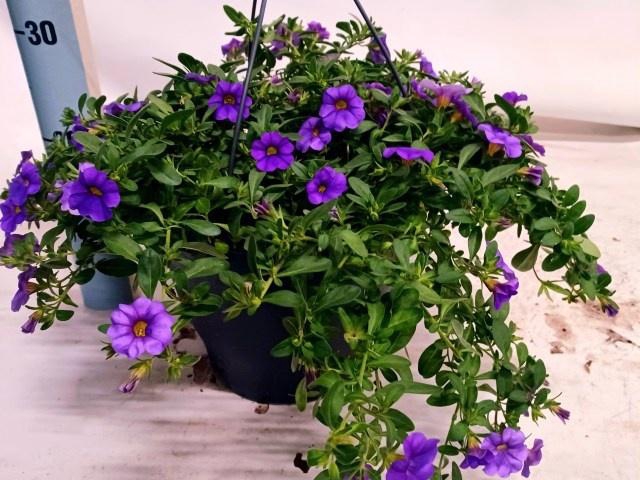 <h4>CALIB MINFI D BLUE</h4>