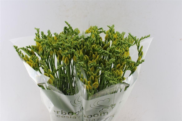 <h4>Fr Du Ballade Yellow</h4>