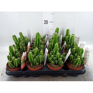 Cereus per. 'Florida'
