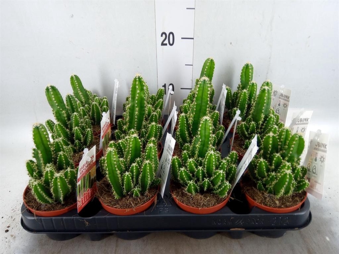 <h4>Cereus per. 'Florida'</h4>