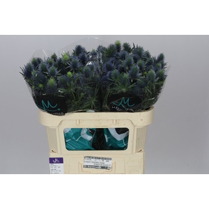 Eryngium Supernova