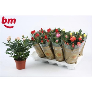 Rosa Tray gemengd met 50% rood 12 cm