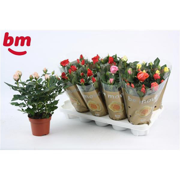 <h4>Rosa Tray gemengd met 50% rood 12 cm</h4>