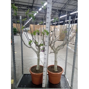 Ficus carica