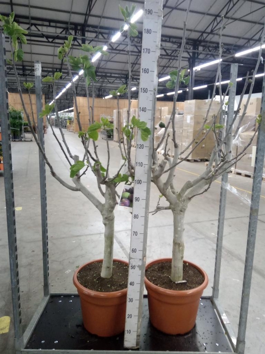 <h4>Ficus carica</h4>