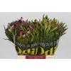 BQ Wild Flower