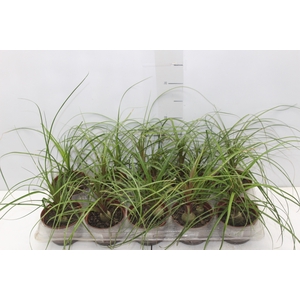 BEAUCARNEA RECURVATA P11