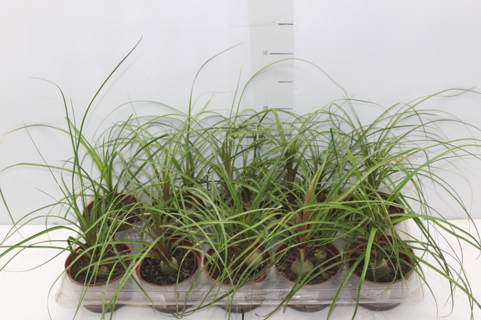 <h4>BEAUCARNEA RECURVATA P11</h4>