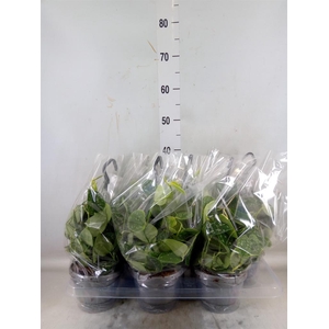 Scindapsus pictus 'Argyraeus'