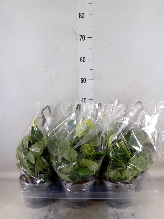 <h4>Scindapsus pictus 'Argyraeus'</h4>