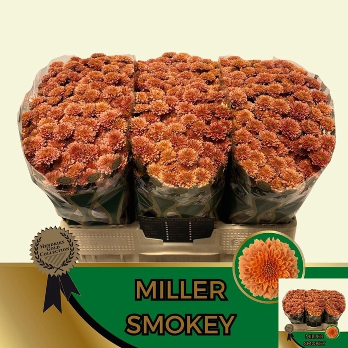 <h4>CHRYSANTHEMUM SA 'MILLER SMOKEY'</h4>